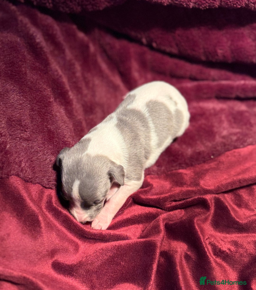 Whippet dogs for sale: 3 Stunning Whippet Boy's available  - Advert 32