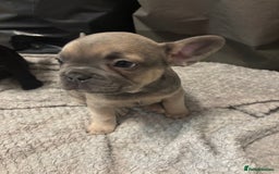 French Bulldog dogs for sale: French bulldogs ready now!  - Image 4