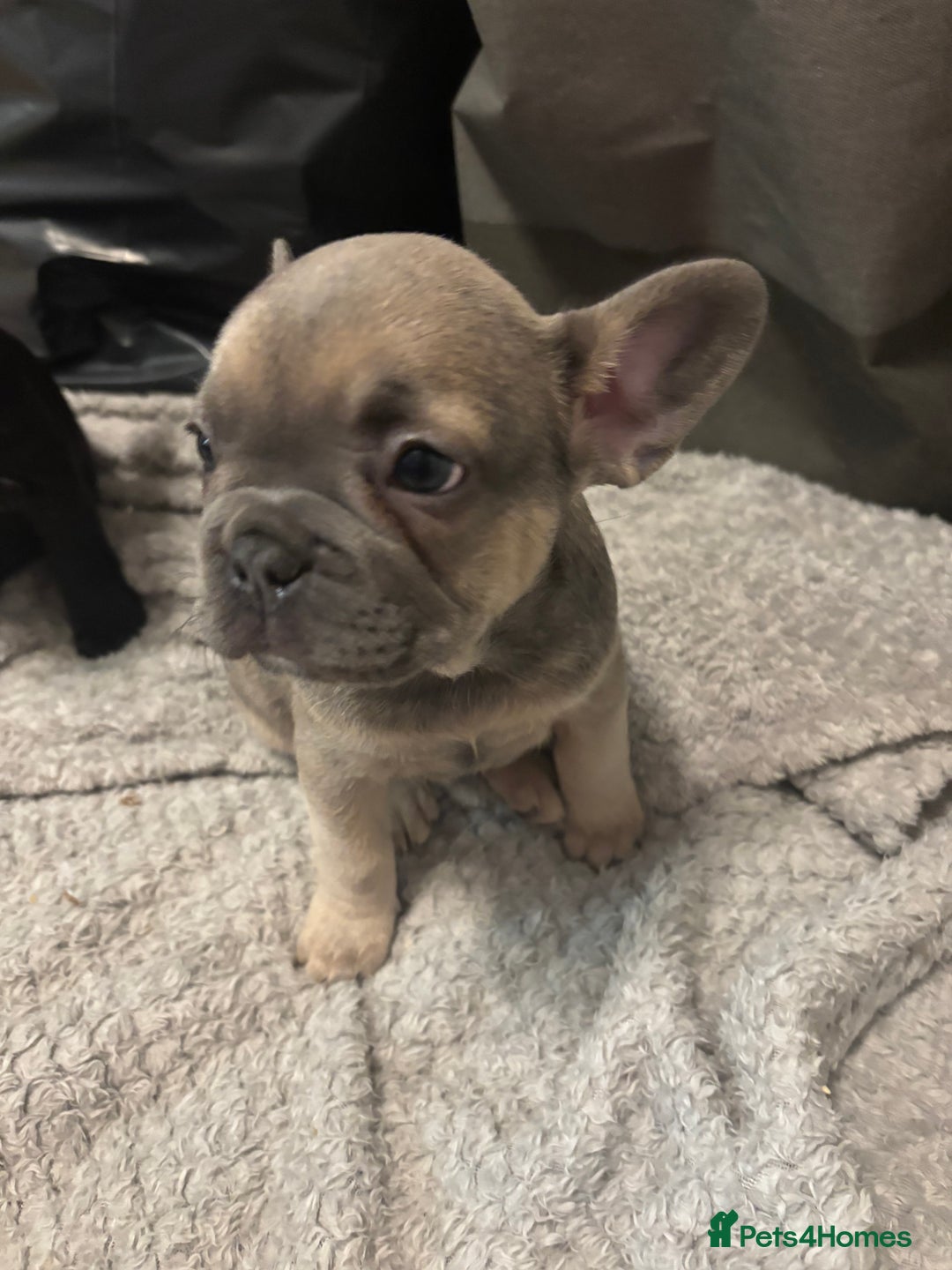 French Bulldog dogs for sale: French bulldogs ready now!  - Image 4