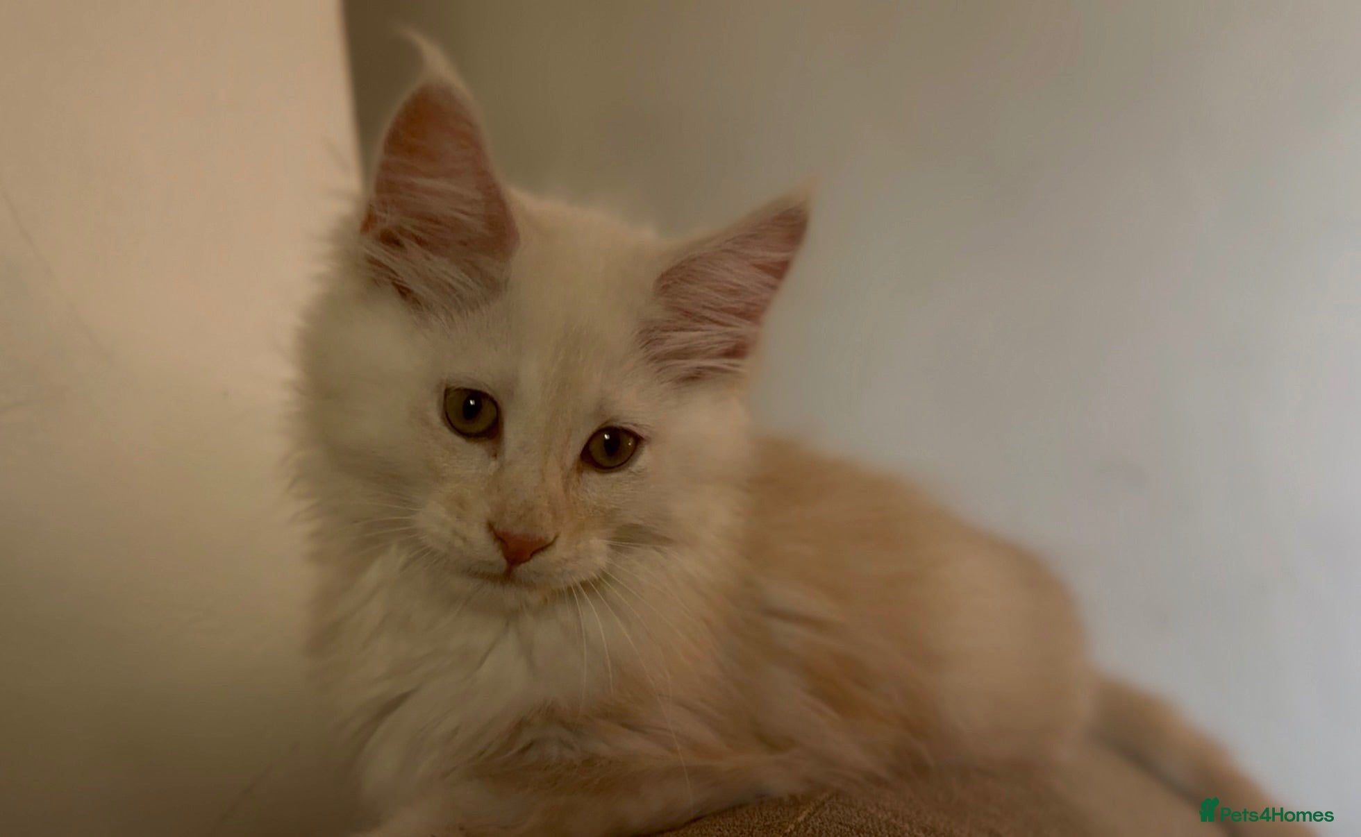 Maine Coon cats TICA Health Tested Maine Coon🐱 ready to leave   - Advert 1