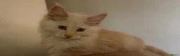 Maine Coon cats for sale: TICA Health Tested Maine Coon🐱 ready to leave   - Advert 1