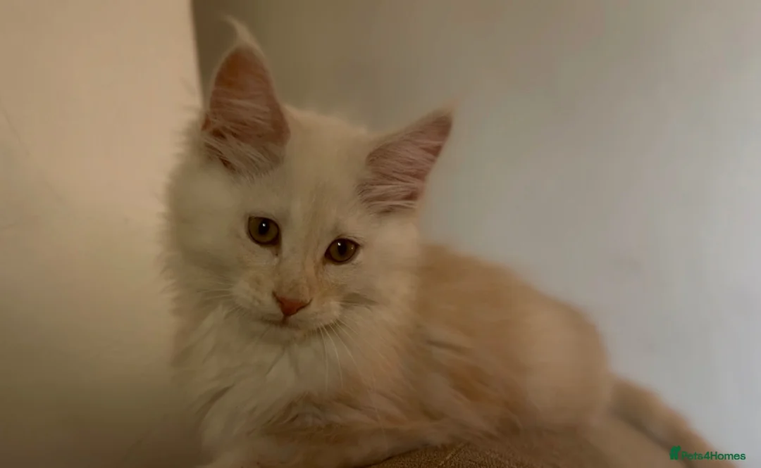 Maine Coon cats for sale: TICA Health Tested Maine Coon🐱 ready to leave   - Advert 1