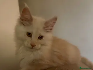 Maine Coon cats TICA Health Tested Maine Coon🐱 ready to leave - Advert 1