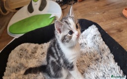 Persian cats for sale: Two loveable Persian kittens  - Image 8