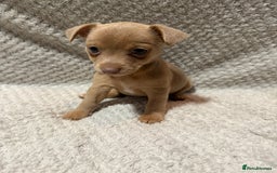Jack Russell dogs for sale: Jack Russell puppies (JUST 1 LEFT) (LUNA) - Image 1