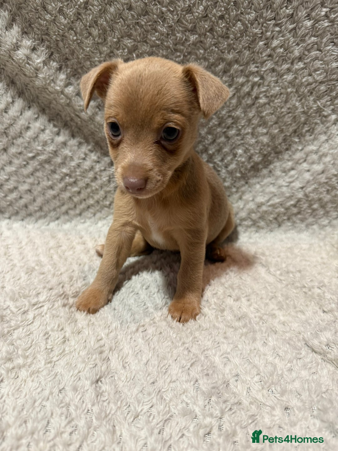 Jack Russell dogs for sale: Jack Russell puppies (JUST 1 LEFT) (LUNA) - Image 1
