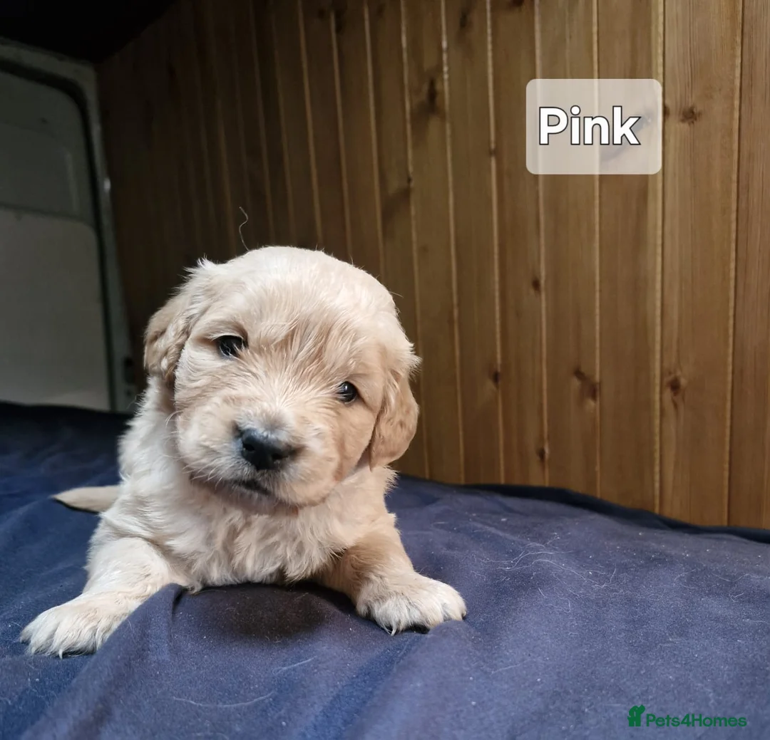 Golden Retriever dogs for sale: Stunning KC Golden Retriever Pups - Advert 2