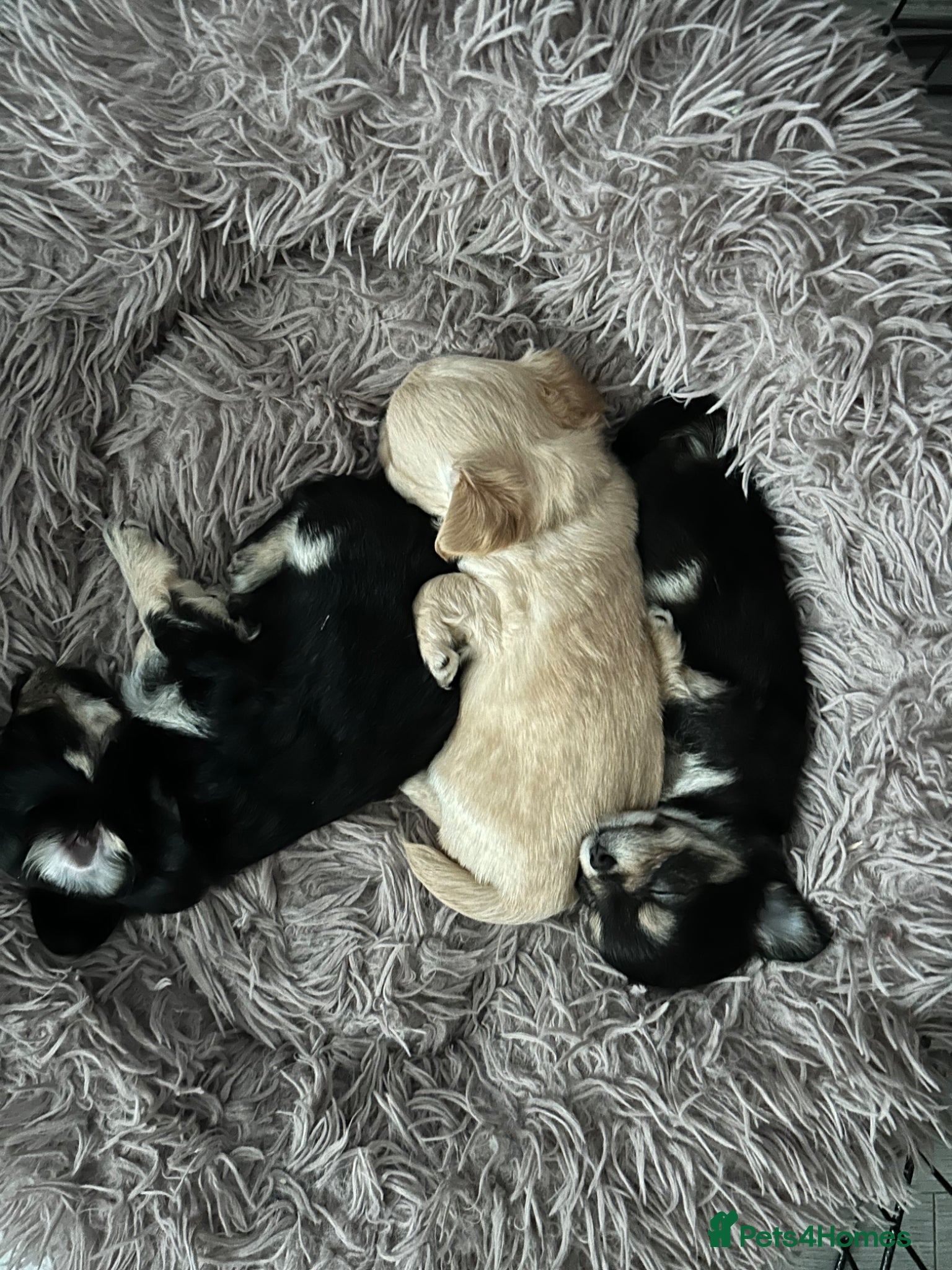 Chihuahua dogs Chihuahua pups for sale - Advert 9
