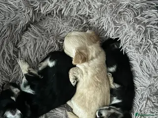 Chihuahua dogs Chihuahua pups for sale - Advert 9