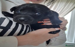 Borador dogs for sale: Borador puppies - Image 9