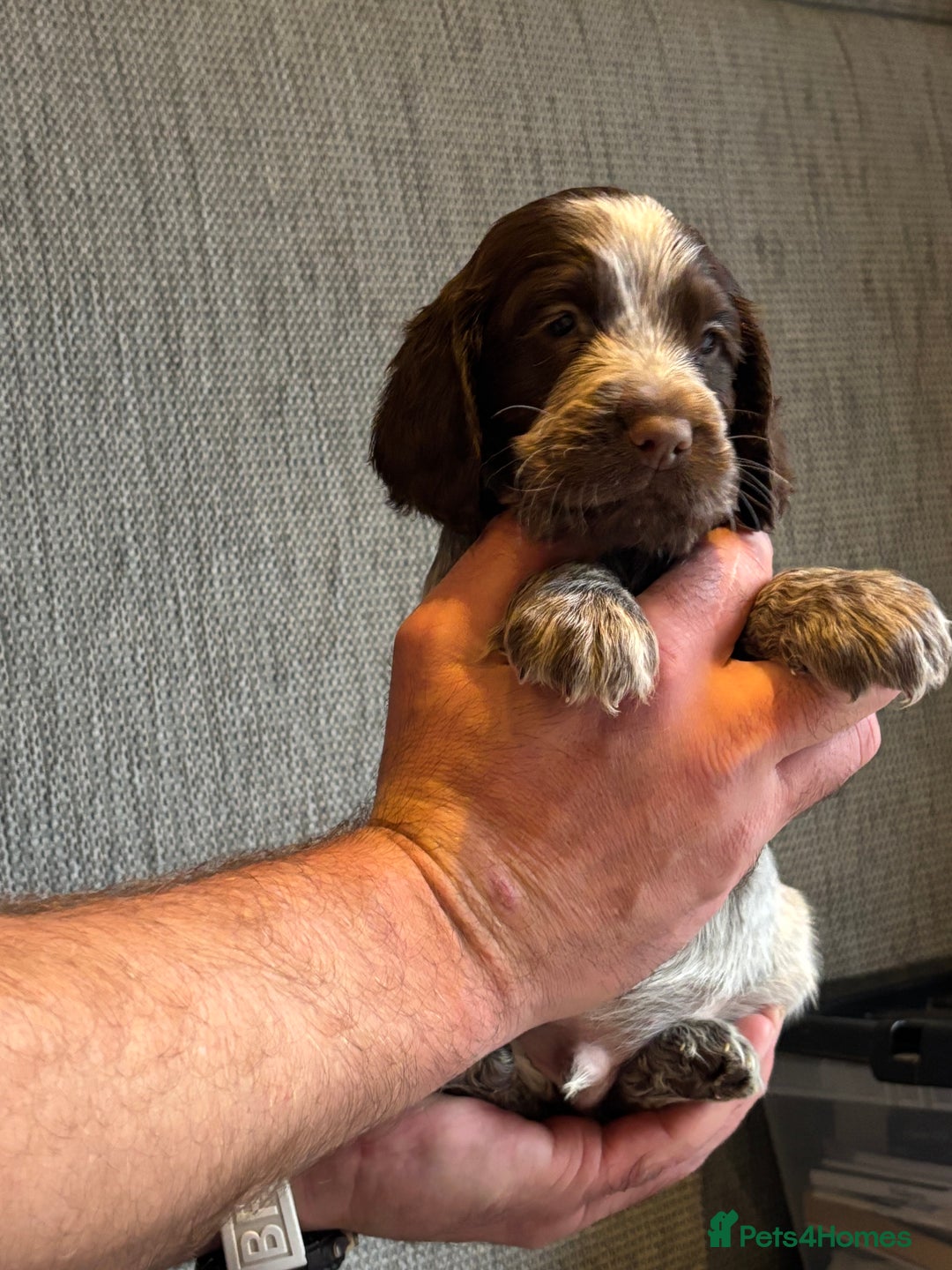 Cocker Spaniel dogs for sale: Stunning cocker spaniel puppies  - Advert 5