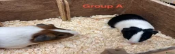 Guinea Pig rodents for sale: Young Male / Boar Dutch Guinea pigs - Advert 10