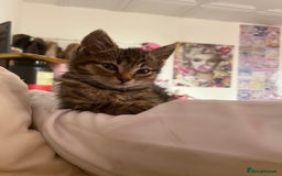 Domestic Shorthair cats for sale: Beautiful Male* Kitty Looking for a good home - Image 3