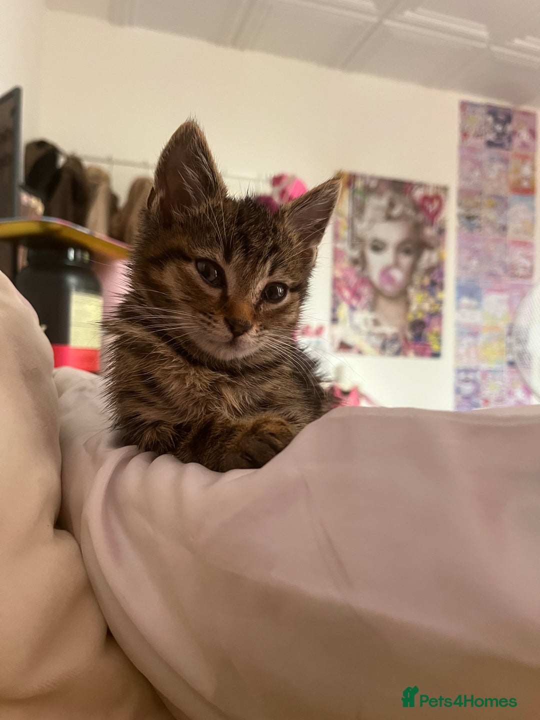 Domestic Shorthair cats for sale: Beautiful Male* Kitty Looking for a good home - Image 3