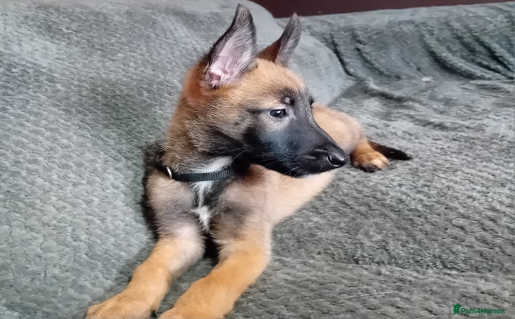 Belgian Shepherd Dog dogs - Advert 1