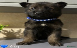 German Shepherd dogs for sale: Playful German Sheperds Puppies for sale!!! - Image 1