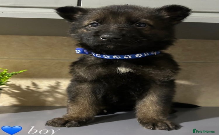 German Shepherd dogs - Advert 5