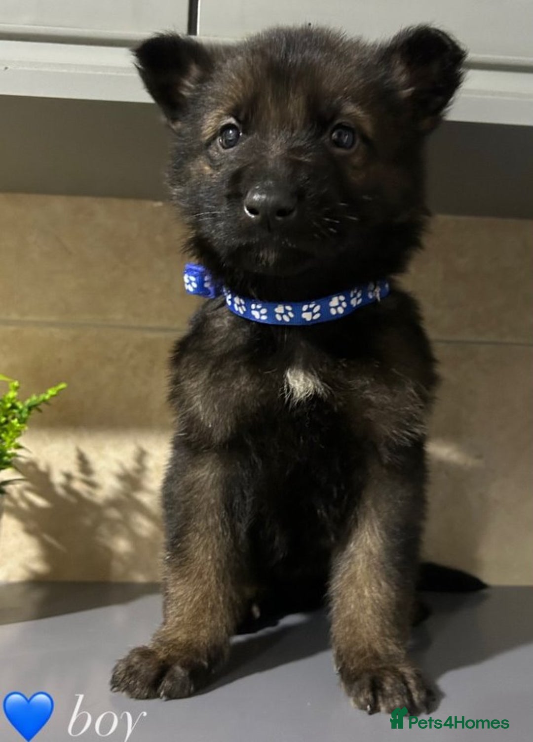German Shepherd dogs for sale: Playful German Sheperds Puppies for sale!!! - Image 1