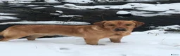 Labrador Retriever dogs for stud: Fully Health Tested Fox Red Labrador in Radstock - Advert 5
