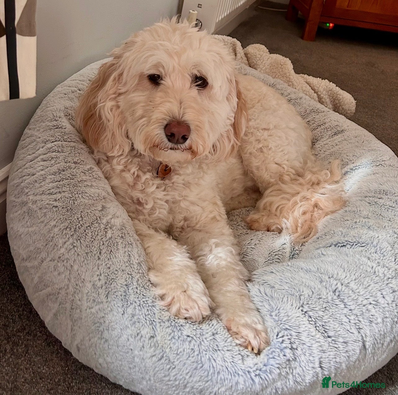 Australian Labradoodle dogs Beautiful Australian Labradoodle Needs Loving Home - Advert 1
