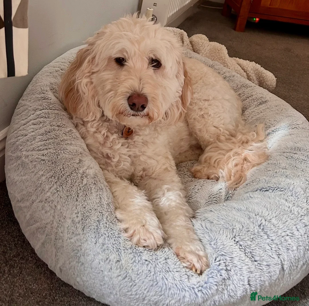Australian Labradoodle dogs for sale: Beautiful Australian Labradoodle Needs Loving Home - Advert 1
