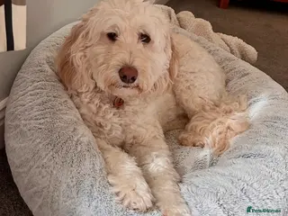 Australian Labradoodle dogs Beautiful Australian Labradoodle Needs Loving Home - Advert 7