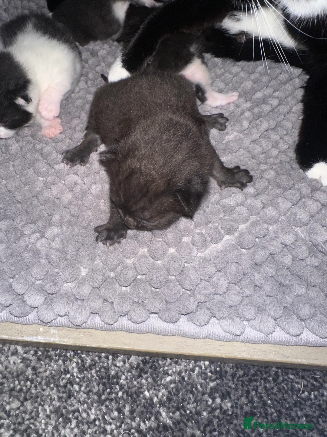 Mixed Breed cats for sale: 5 kittens - Advert 6