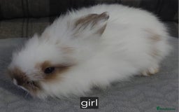 Lionhead rabbits for sale: Lionshead x - Image 2