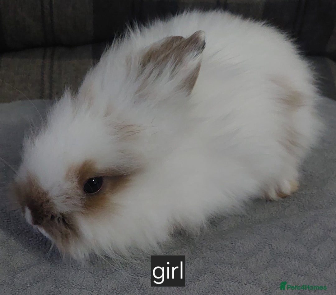 Lionhead rabbits for sale: Lionshead x - Image 2