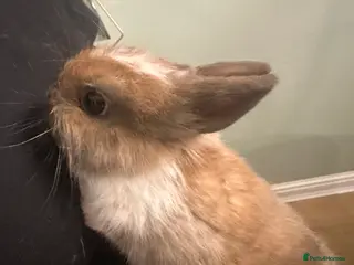 Netherland Dwarf rabbits Stunning Purebred Netherland Dwarf - Advert 6