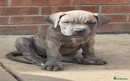 Cane Corso dogs for sale: Cane Corso puppies 9 week old 🫶❤️🫶 - Image 3