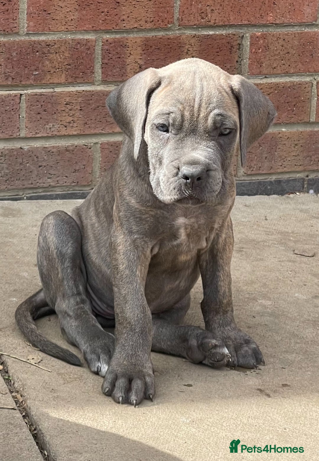 Cane Corso dogs for sale: Cane Corso puppies 9 week old 🫶❤️🫶 - Image 3