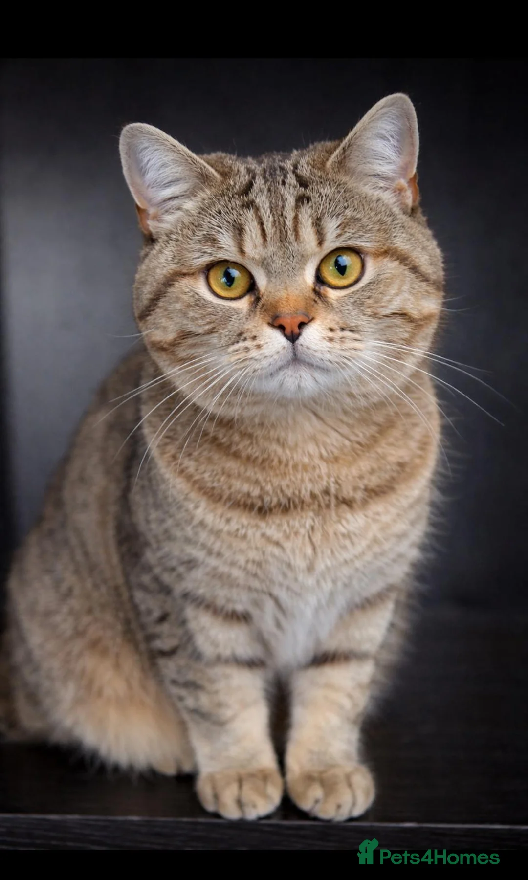 Mixed Breed cats for sale: British shorthair x - Advert 1