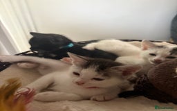 Mixed Breed cats for sale: Beautiful mixed breed kittens - Image 8