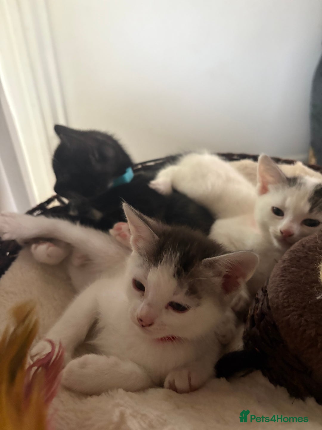 Mixed Breed cats for sale: Beautiful mixed breed kittens - Image 8