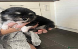 Mixed Breed dogs for sale: Pomspitz super fluffy babies  - Image 8