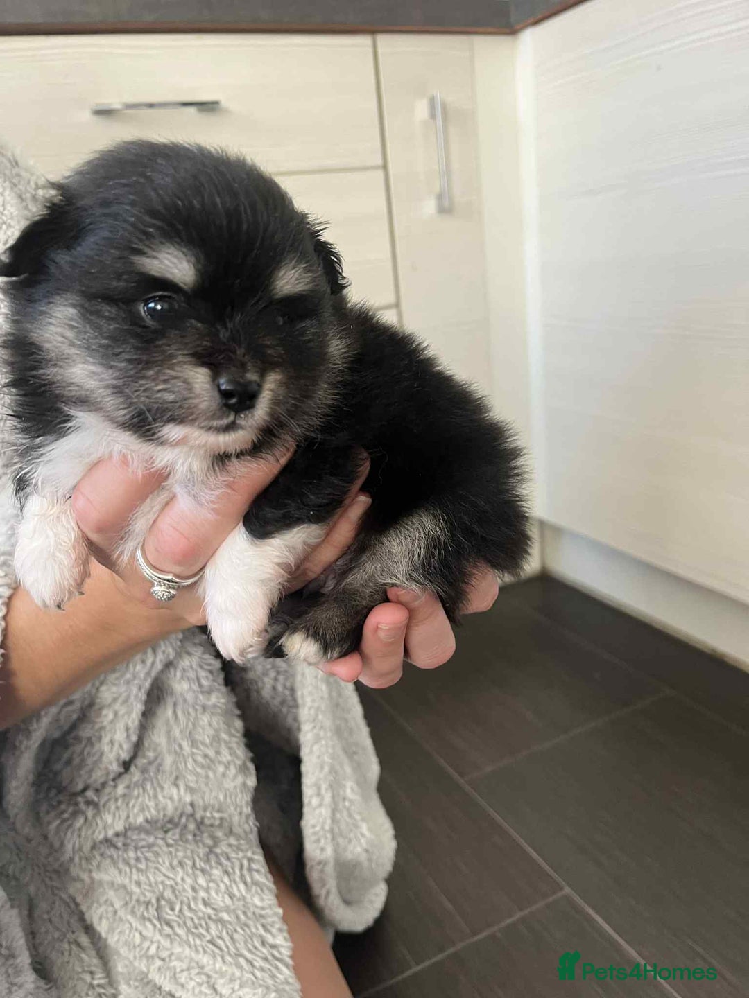 Mixed Breed dogs for sale: Pomspitz super fluffy babies  - Image 8