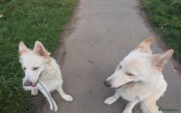 Mixed Breed dogs for sale: Two white shepherds both 18 months - Image 2