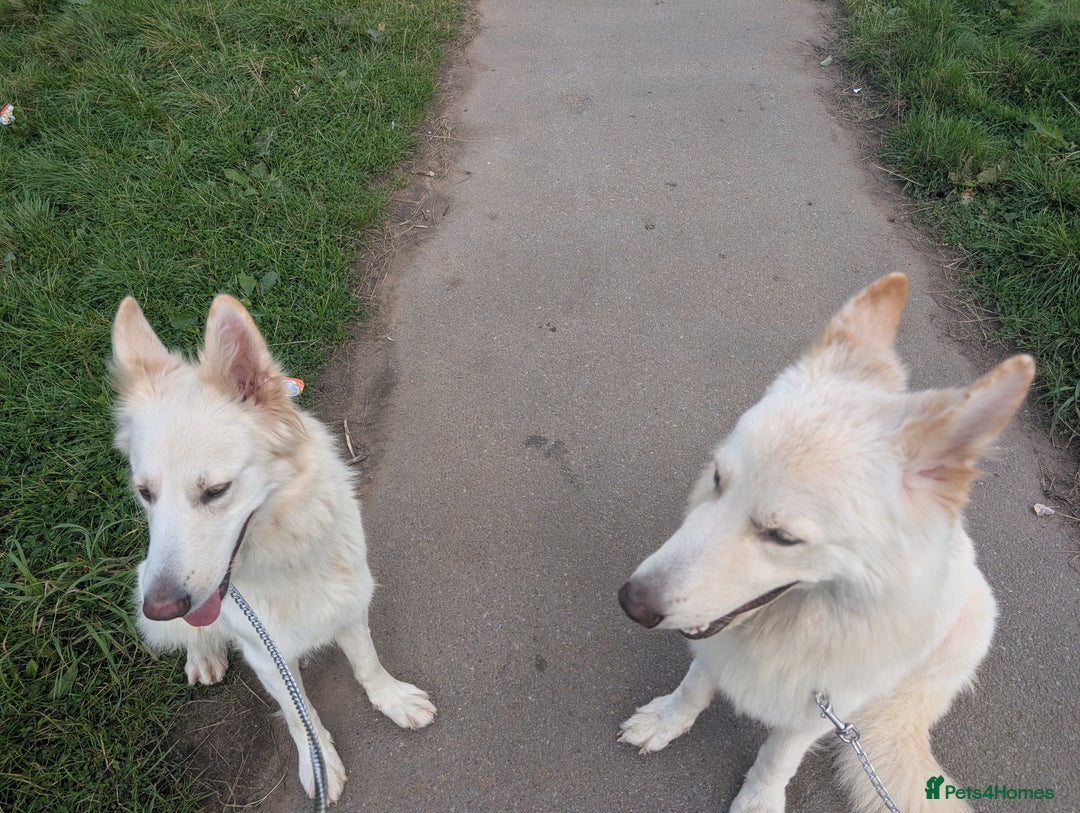 Mixed Breed dogs for sale: Two white shepherds both 18 months - Image 2