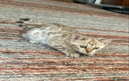 Bengal cats for sale: Bengal kittens - Image 18
