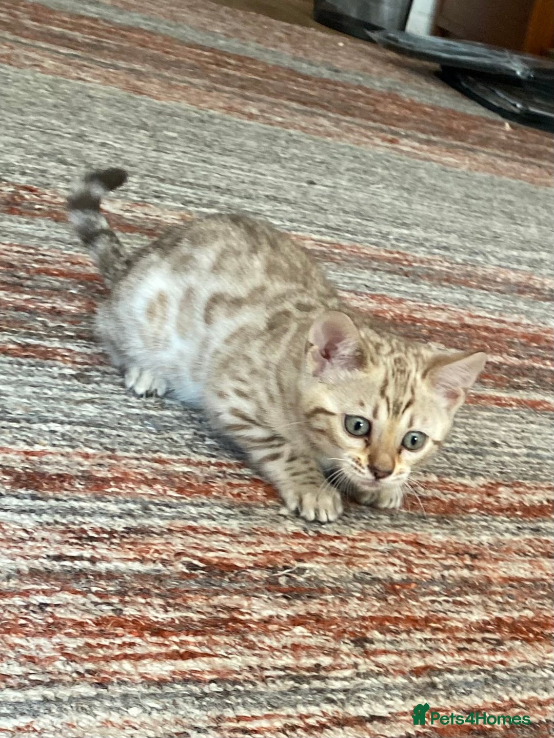 Bengal cats for sale: Bengal kittens - Image 18