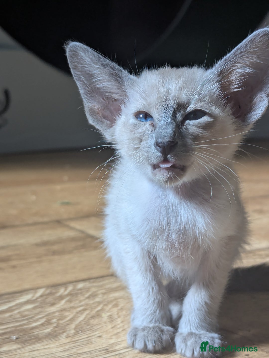 Siamese cats for sale: Loving friendly kittens seeking new slaves - Image 6
