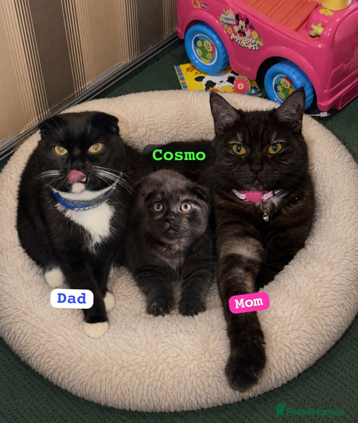 Scottish Fold cats RARE COLOUR Scottish Fold Male Kitten - Advert 15