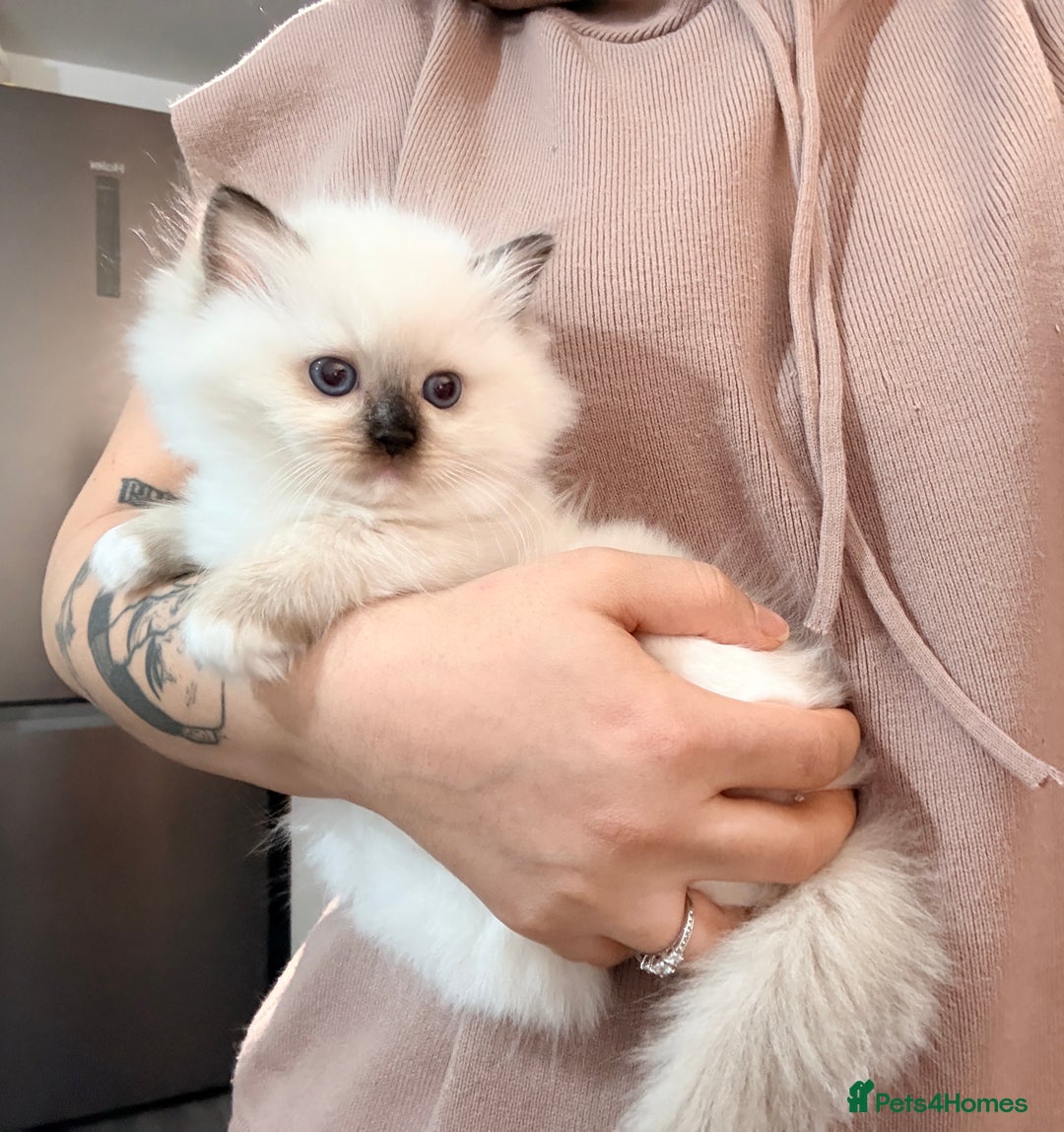 Ragdoll cats for sale: 💕 Beautiful Female Ragdoll 💕 - Advert 5