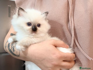 Ragdoll cats ✨ 4 Gorgeous Ragdoll Kittens ✨ - Advert 1