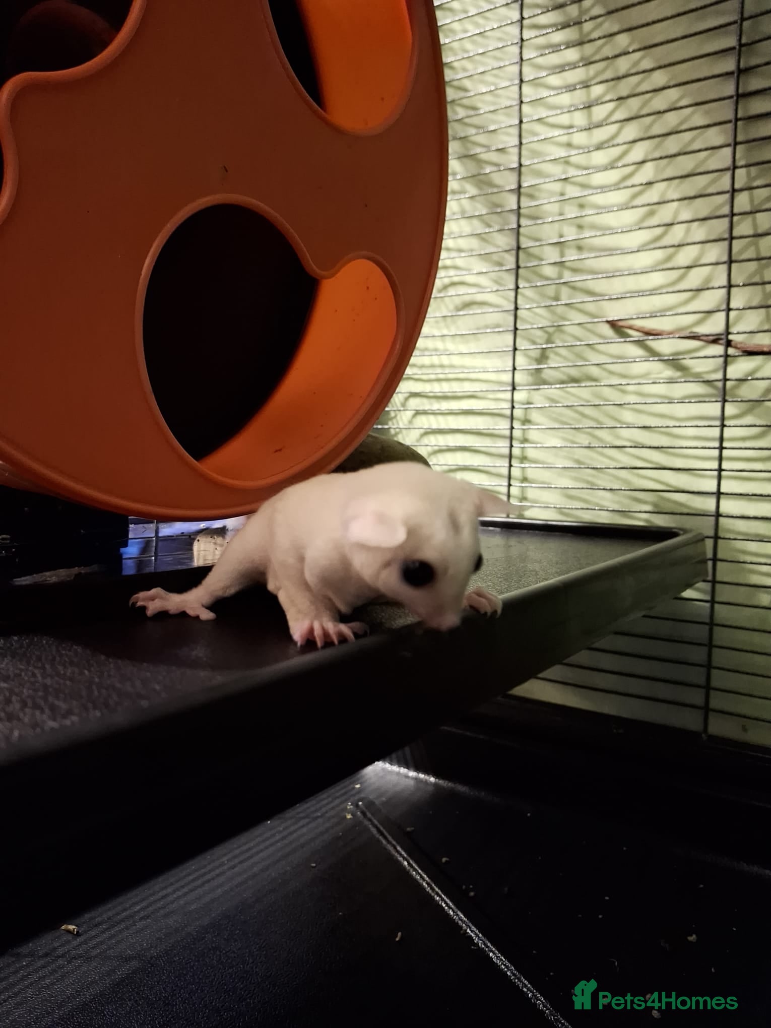 Sugar Glider rodents Pair of male Sugar Gliders  - Advert 10