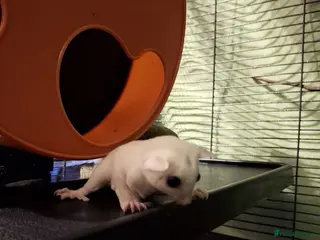 Sugar Glider rodents Pair of male Sugar Gliders - Advert 10