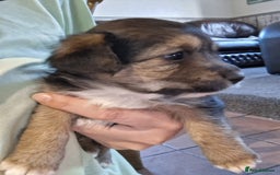 Jackapoo dogs for sale: Super Cute Jackapoo babies - Image 3