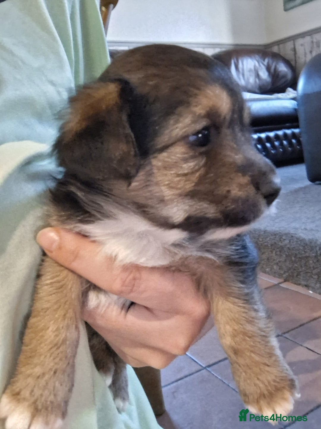 Jackapoo dogs for sale: Super Cute Jackapoo babies - Image 3