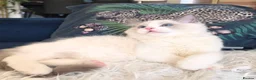 Ragdoll cats for sale: 💙✨️🏆Waiting list*TICA Exclusive Ragdoll kittens  - Advert 24